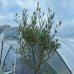 Olivovník európsky (Olea europaea) ´FRANGIVENTO´ - obvod kmeňa 8/10 cm, výška 140-170 cm, kont. C18L - na kmienku (-12°C)